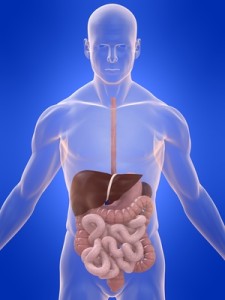 Digestion