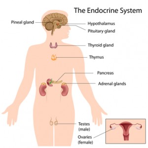 endocrine system